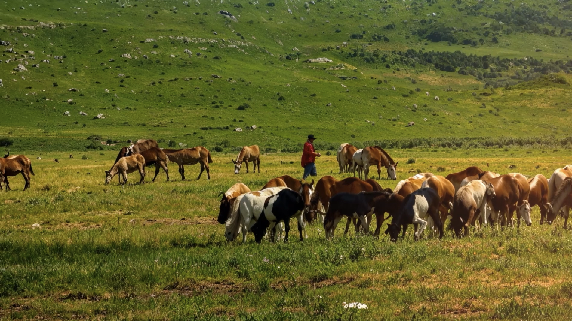 Horses on the savanna