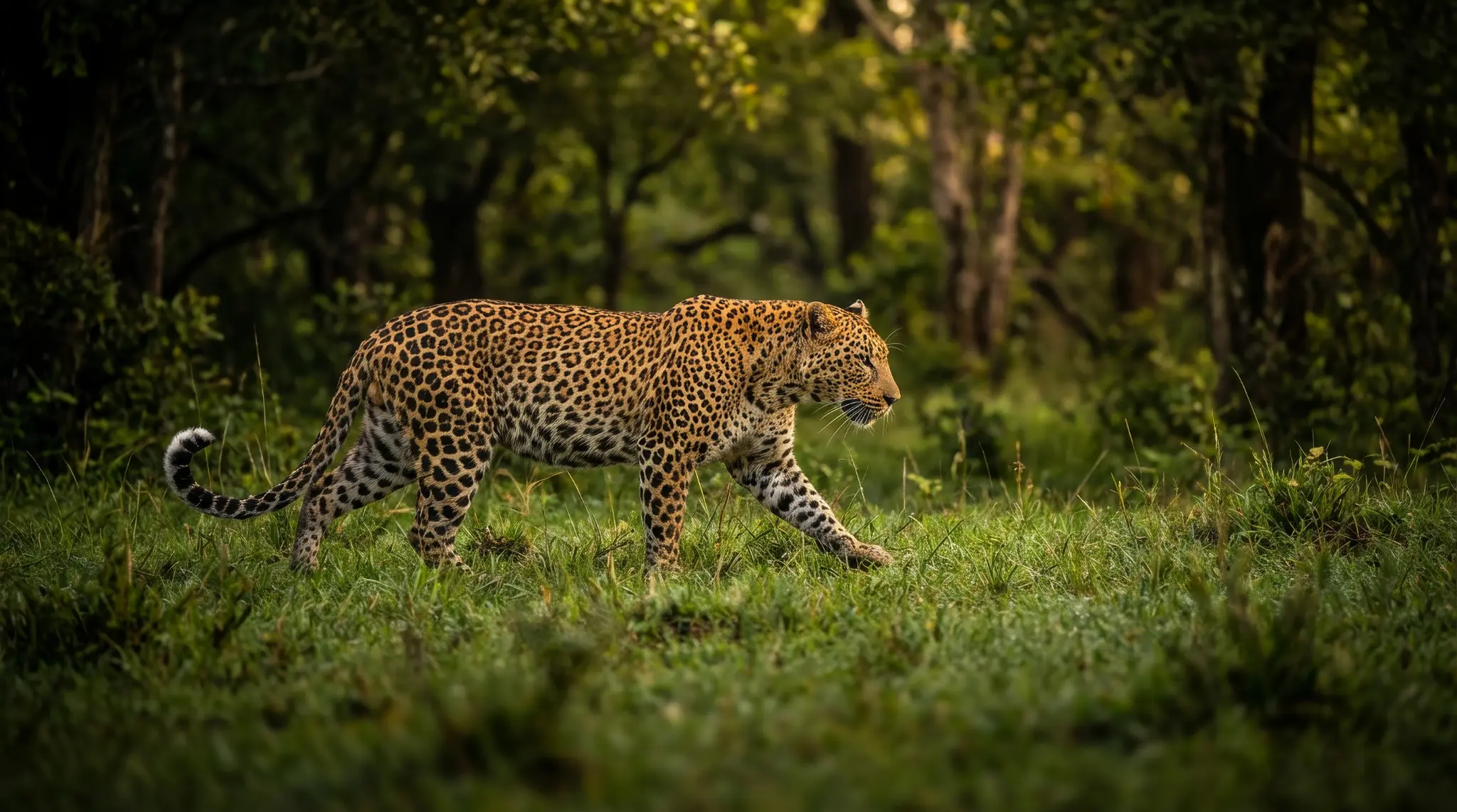 Silent. Powerful. Unstoppable. The leopard owns the forest. 🐆 #Wildlife #BigCats #Africa